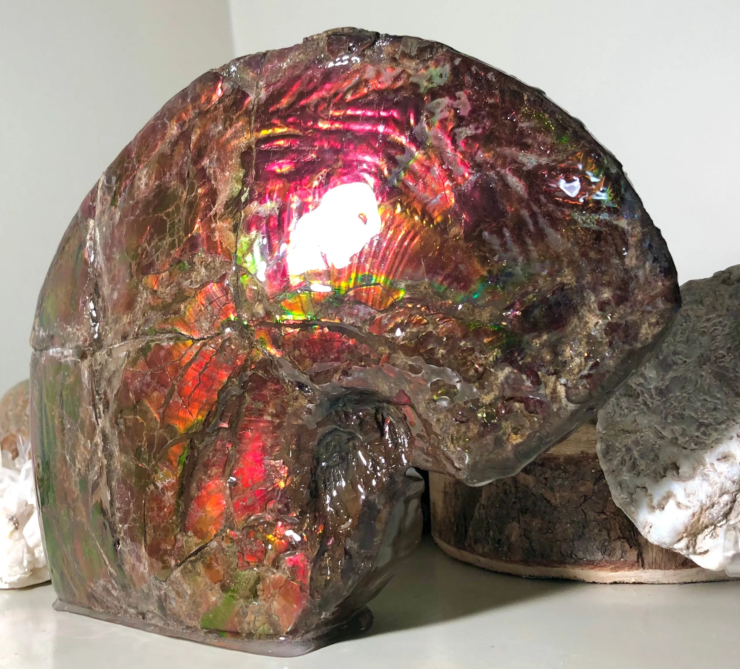 AF-57 Canadian Ammolite  Ammonite Partial Fossil   Specimen Placenticeras meeki  FREE SHIPPING! アンモライト両面 標本！　送料無料！