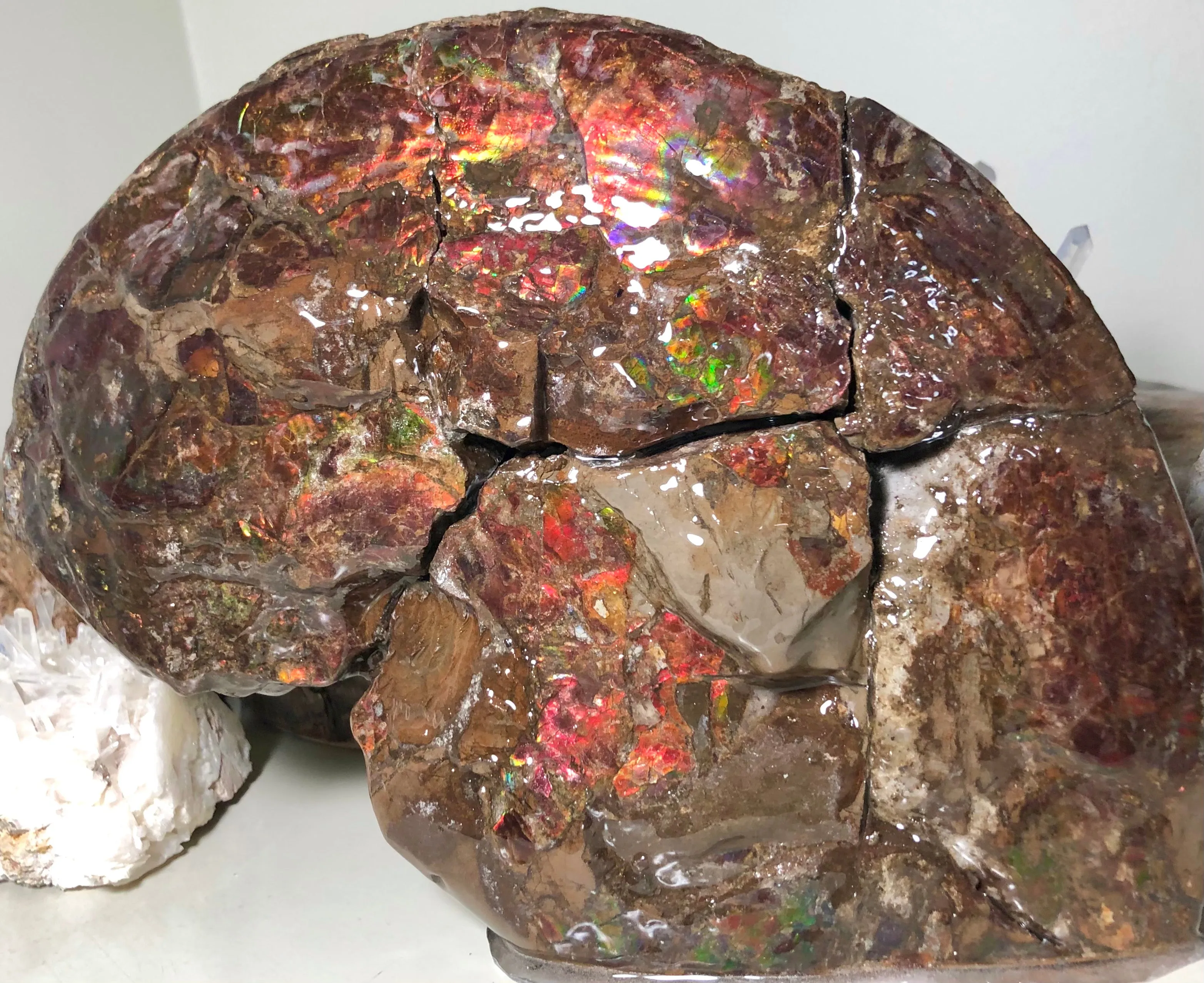AF-57 Canadian Ammolite  Ammonite Partial Fossil   Specimen Placenticeras meeki  FREE SHIPPING! アンモライト両面 標本！　送料無料！